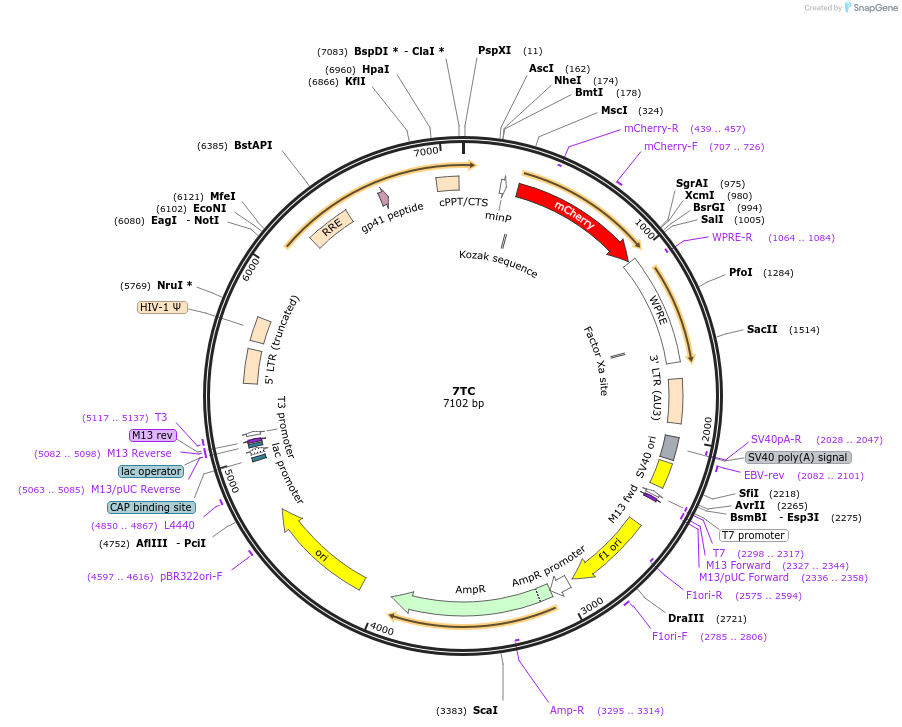 24315-plasmid-map-sequence-id-11364