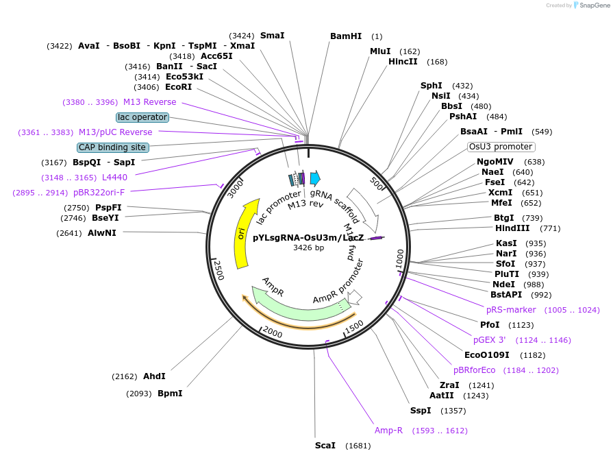66192-plasmid-map-sequence-id-113664