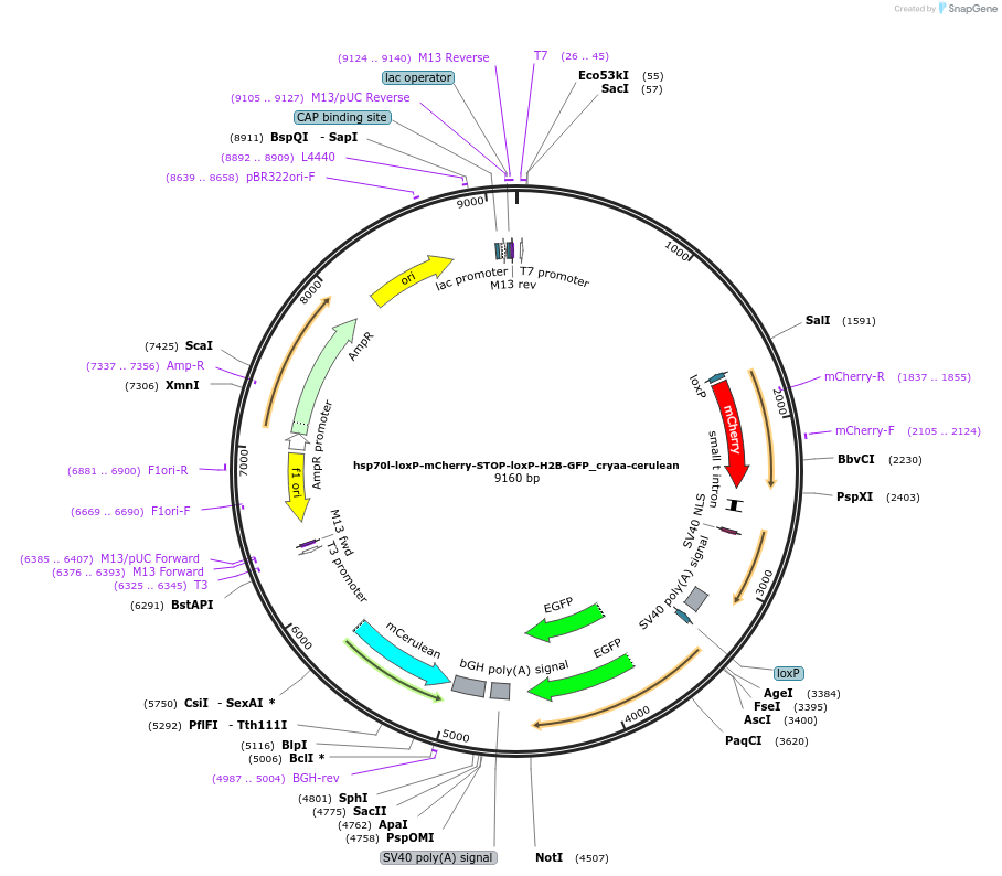 24334-plasmid-map-sequence-id-11367