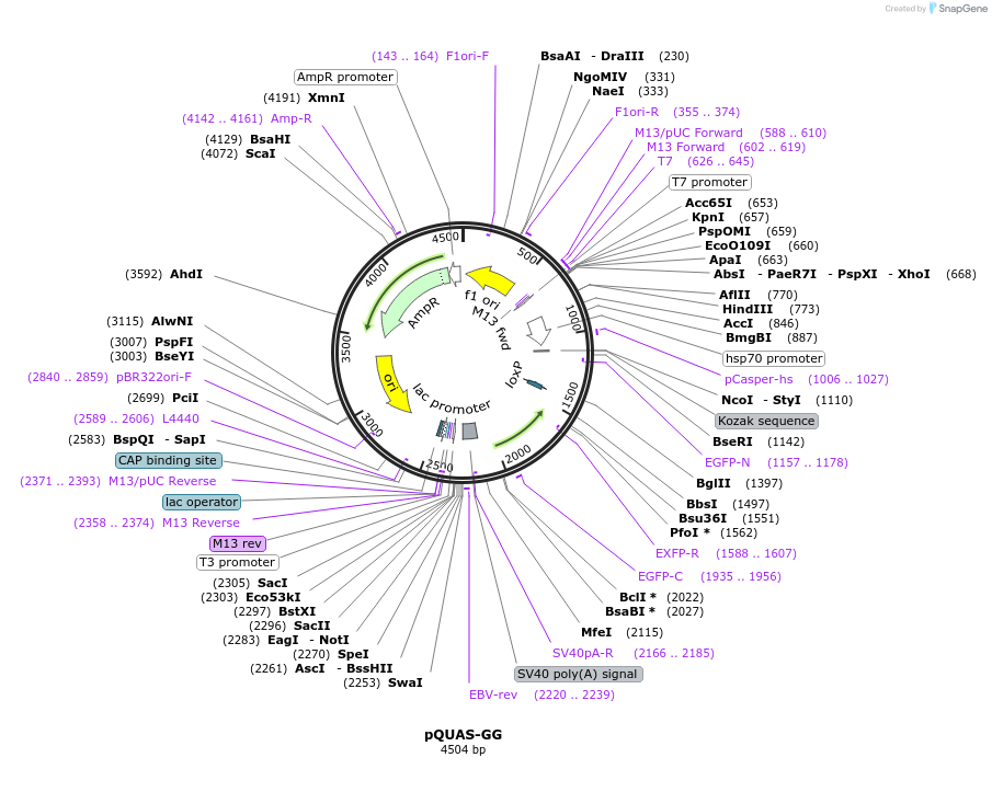 24336-plasmid-map-sequence-id-11368