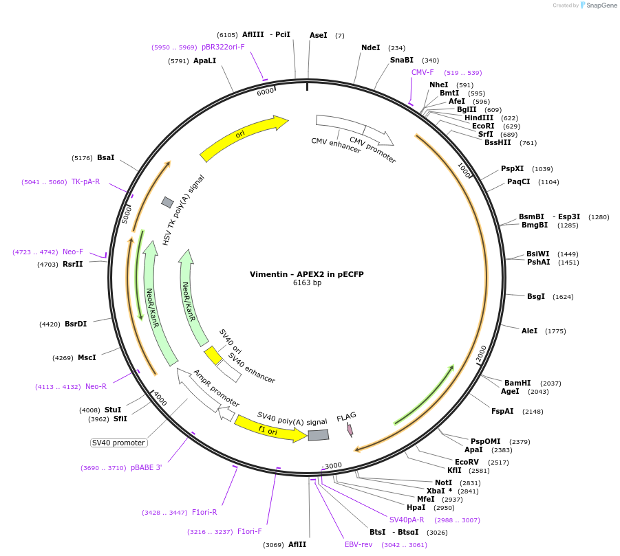 66170-plasmid-map-sequence-id-113682