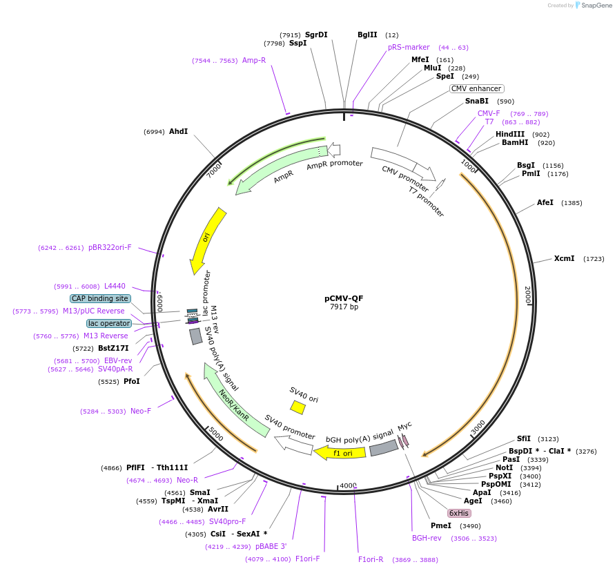 24339-plasmid-map-sequence-id-11371