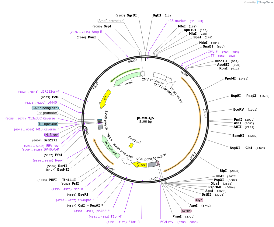 24340-plasmid-map-sequence-id-11372