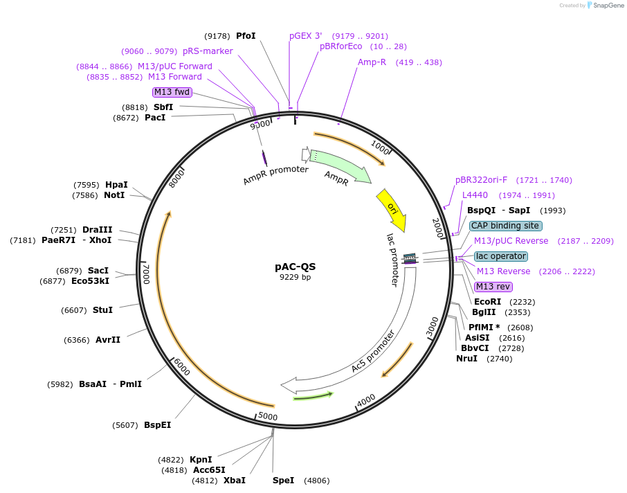 24341-plasmid-map-sequence-id-11373