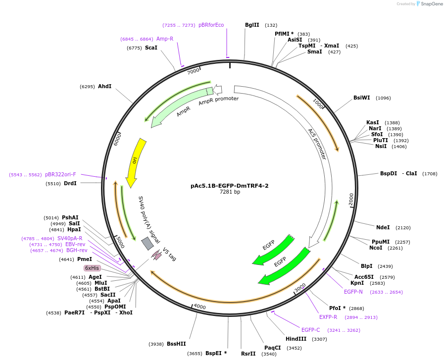 66204-plasmid-map-sequence-id-113865