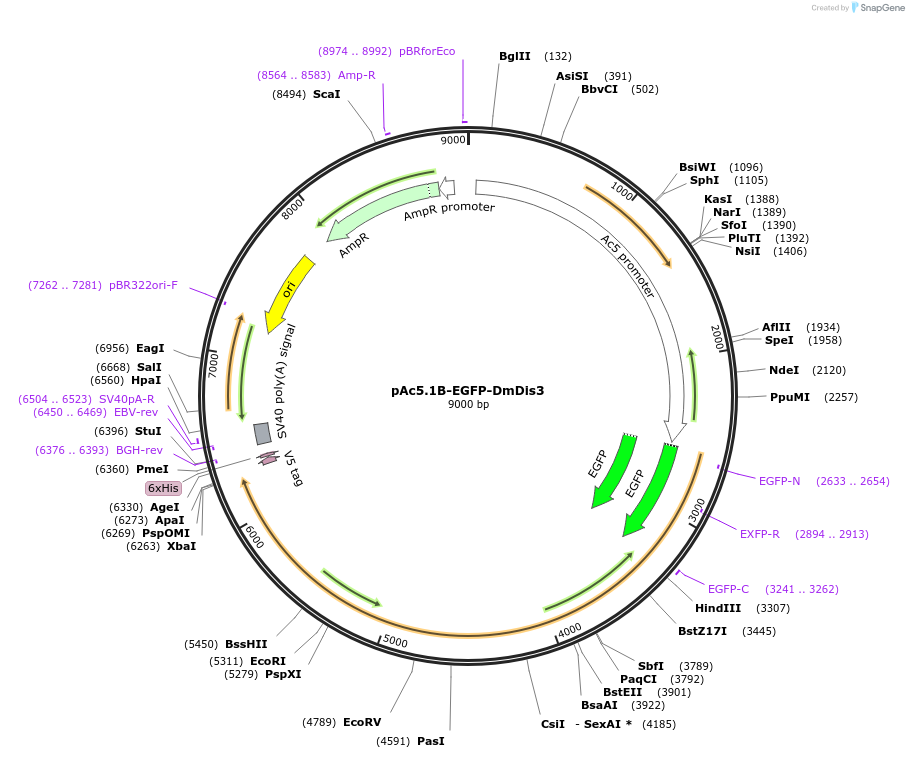 66592-plasmid-map-sequence-id-113867