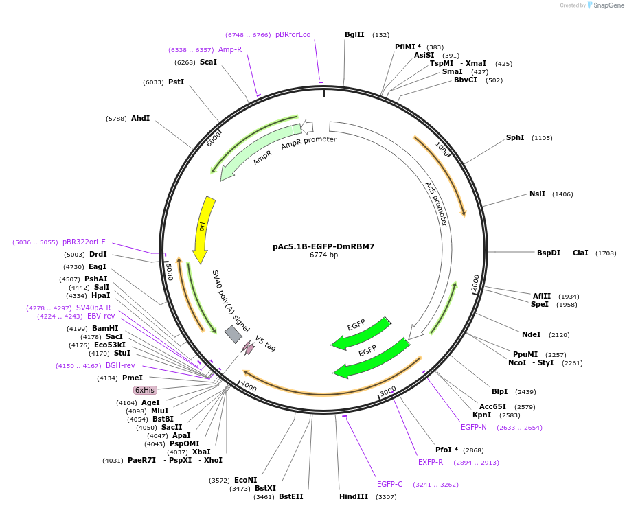 66594-plasmid-map-sequence-id-113870