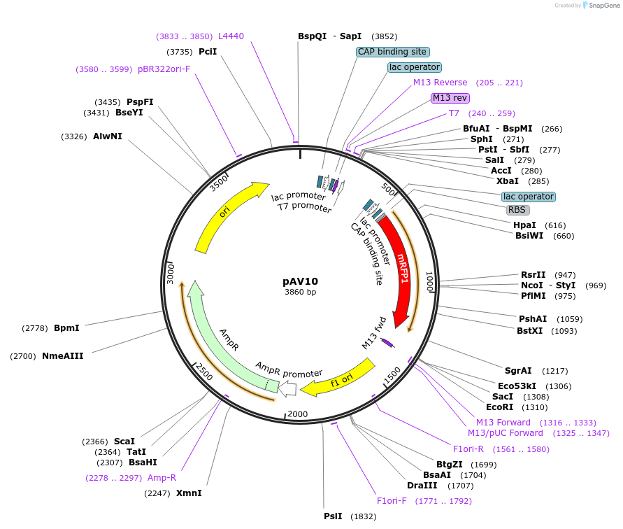 63213-plasmid-map-sequence-id-113915