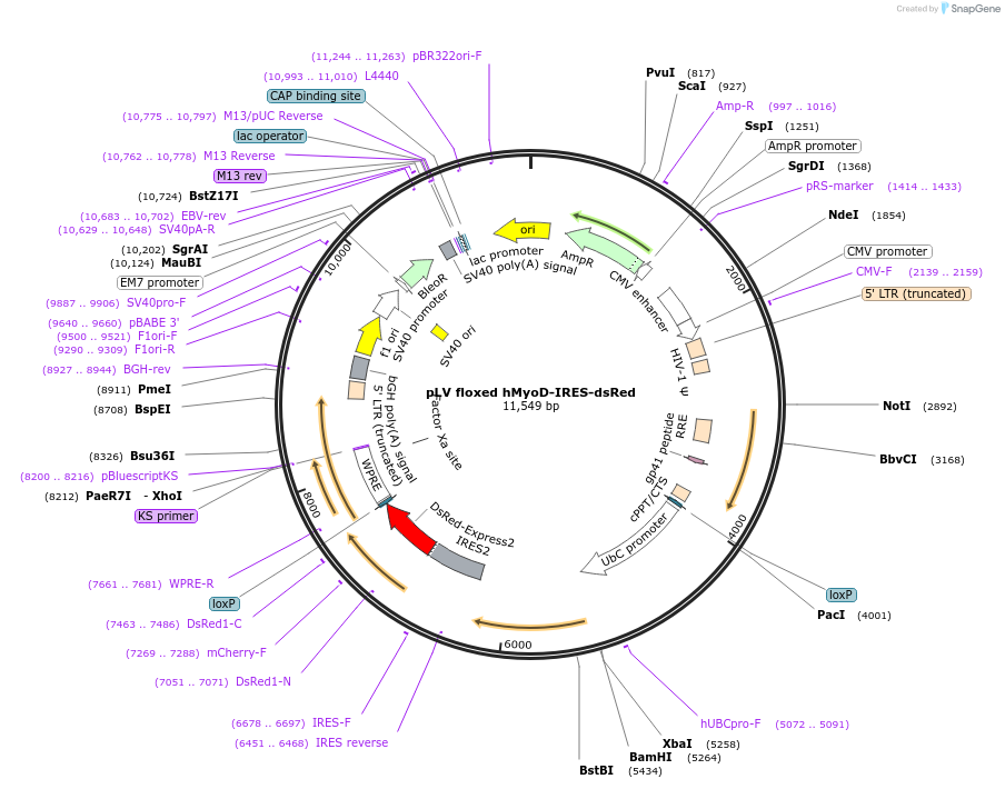 66632-plasmid-map-sequence-id-113950
