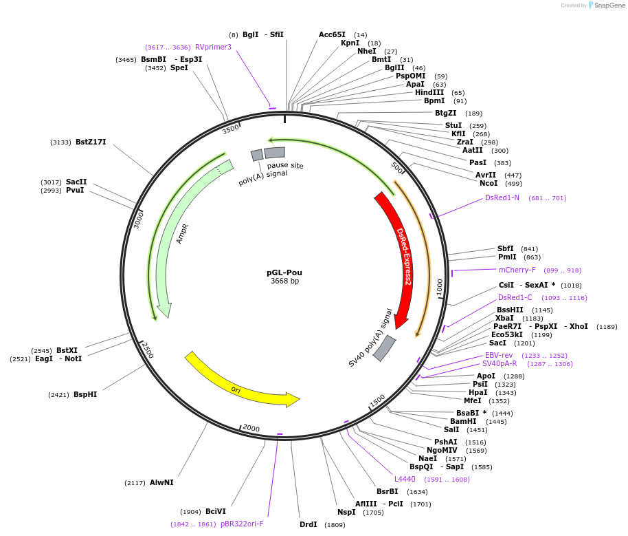 66654-plasmid-map-sequence-id-113986