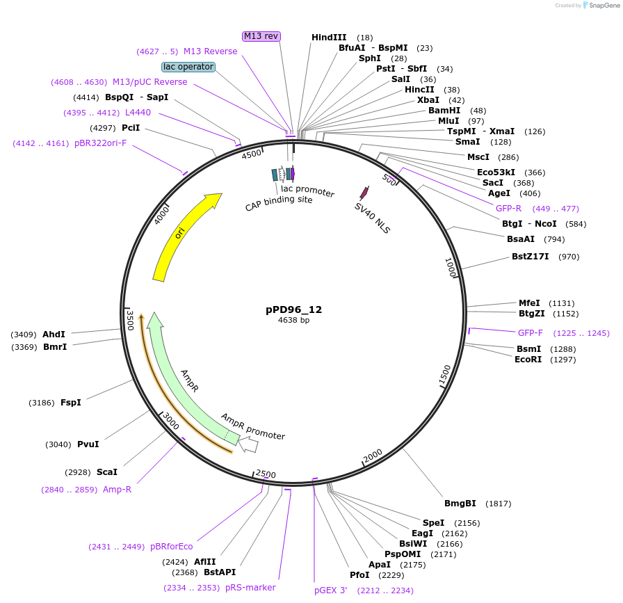 1503-plasmid-map-sequence-id-114