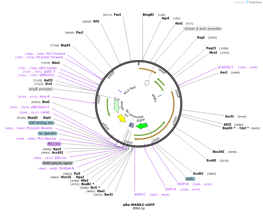 66706-plasmid-map-sequence-id-114008