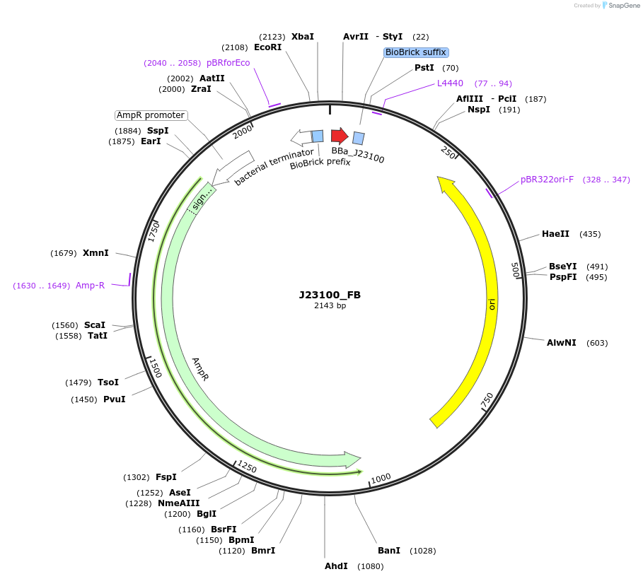 65982-plasmid-map-sequence-id-114025