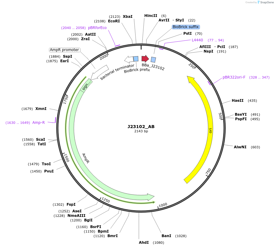 65984-plasmid-map-sequence-id-114029