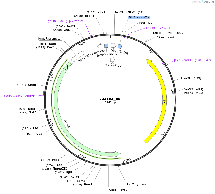65989-plasmid-map-sequence-id-114052