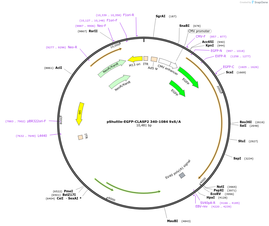 24384-plasmid-map-sequence-id-11407