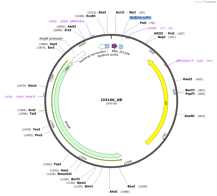 65995-plasmid-map-sequence-id-114083