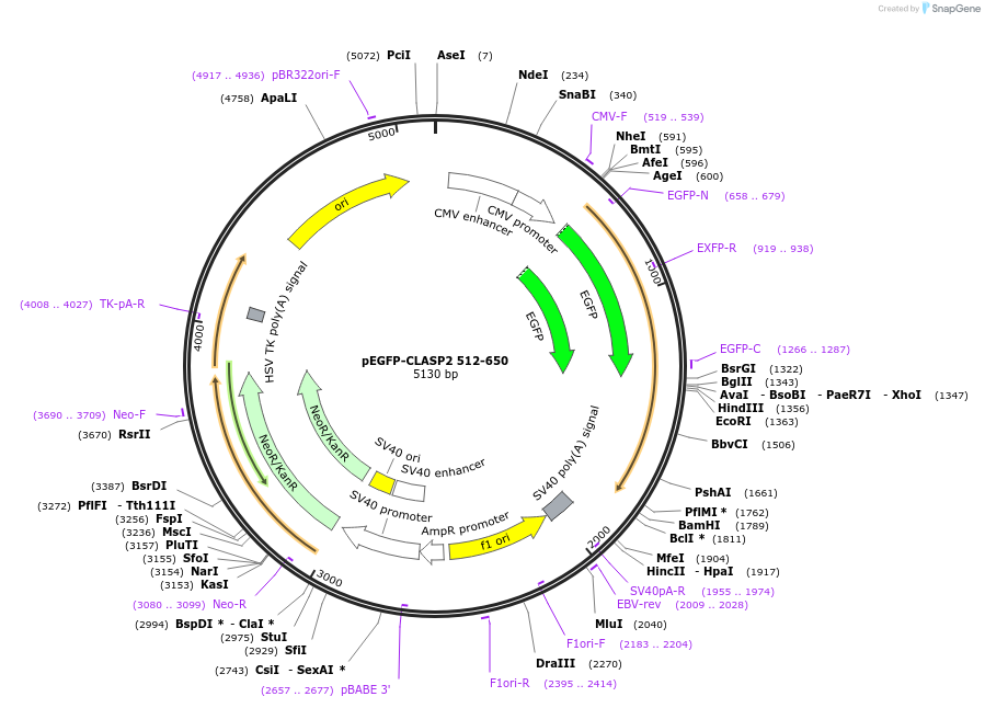 24409-plasmid-map-sequence-id-11409