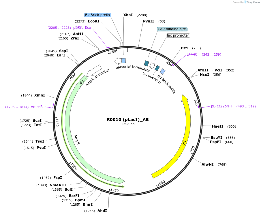 66004-plasmid-map-sequence-id-114106