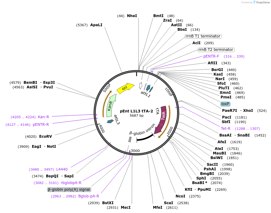 24414-plasmid-map-sequence-id-11411