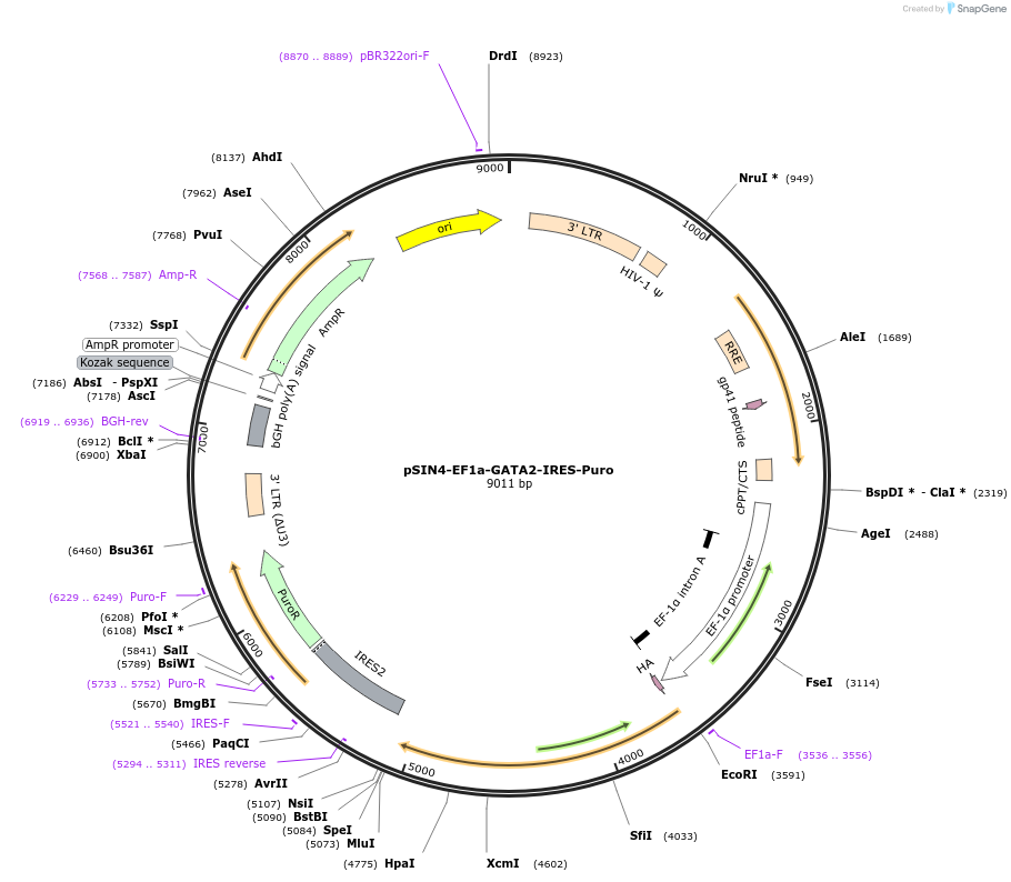 61063-plasmid-map-sequence-id-114113