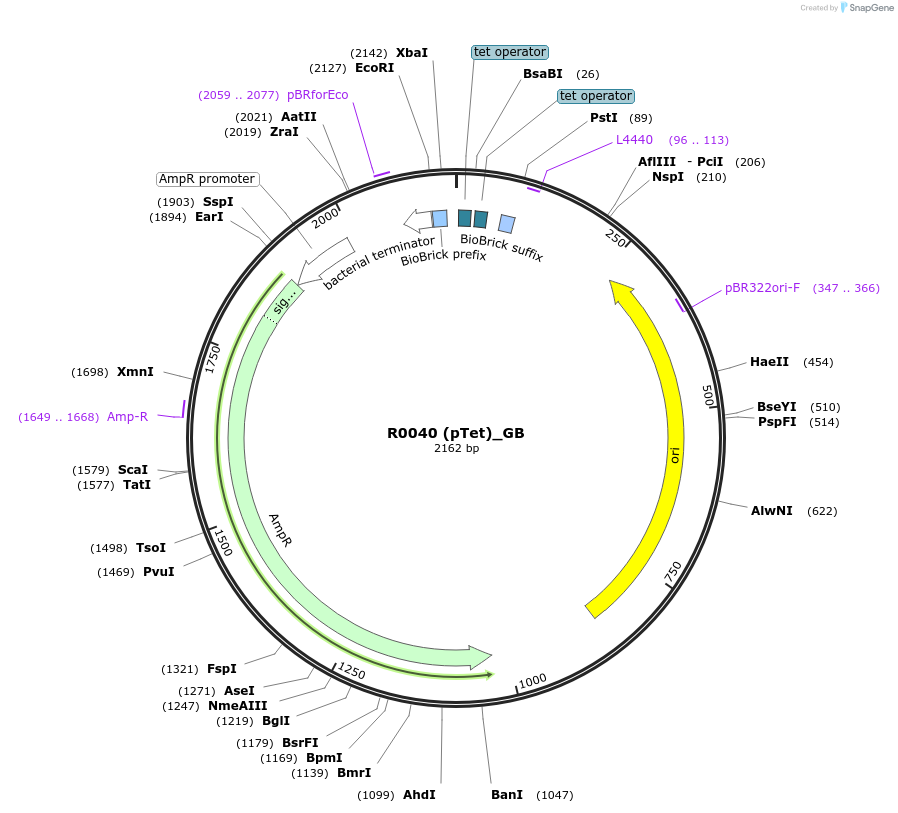 66011-plasmid-map-sequence-id-114127