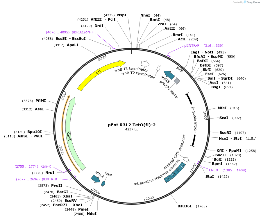 24416-plasmid-map-sequence-id-11413