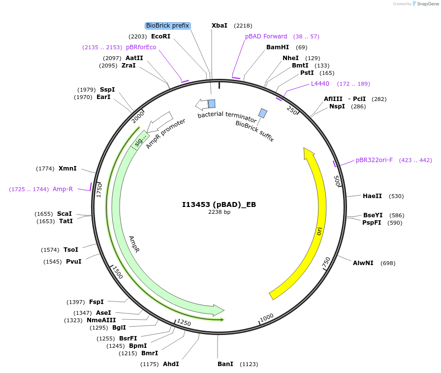 66017-plasmid-map-sequence-id-114139