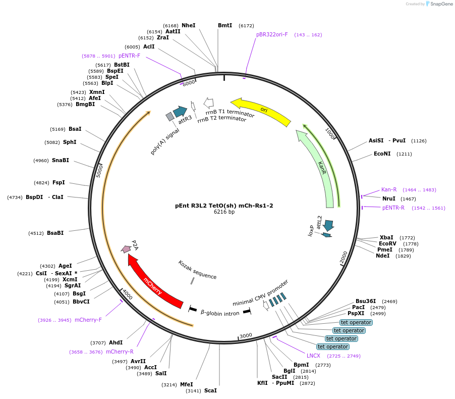 24417-plasmid-map-sequence-id-11414