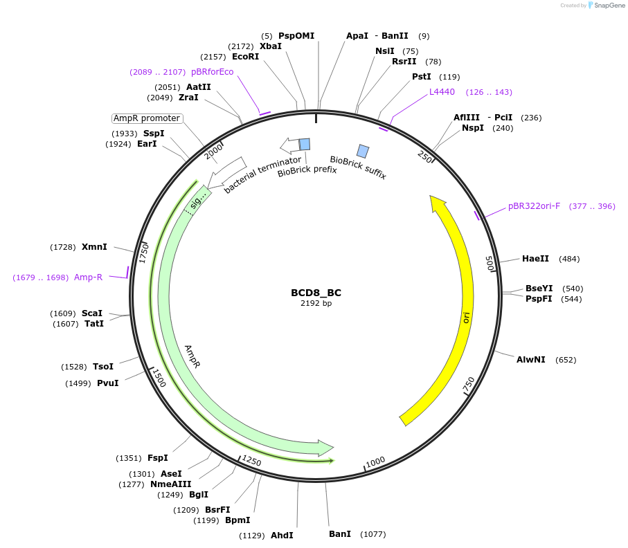 66025-plasmid-map-sequence-id-114166