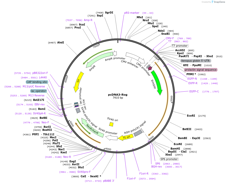 24429-plasmid-map-sequence-id-11417
