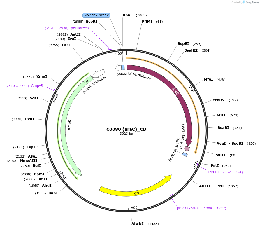 66029-plasmid-map-sequence-id-114200