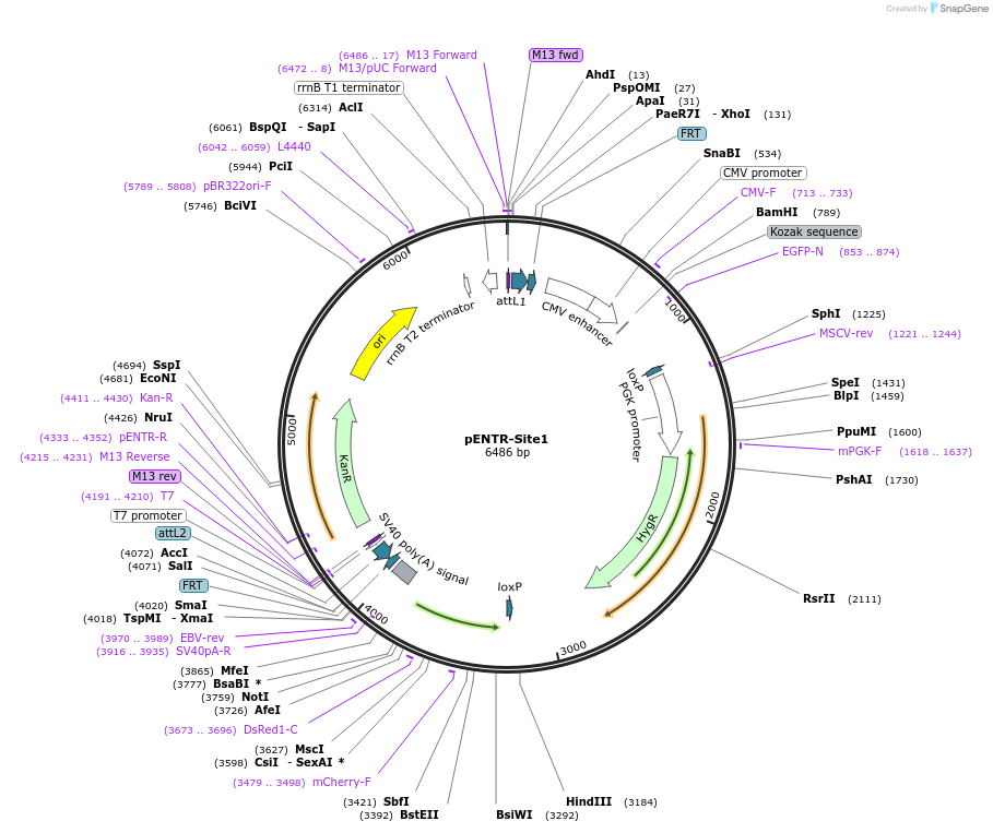 24512-plasmid-map-sequence-id-11424