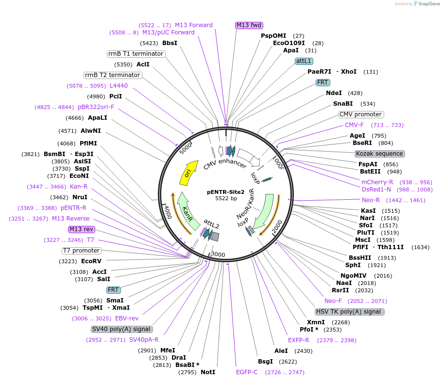 24513-plasmid-map-sequence-id-11425