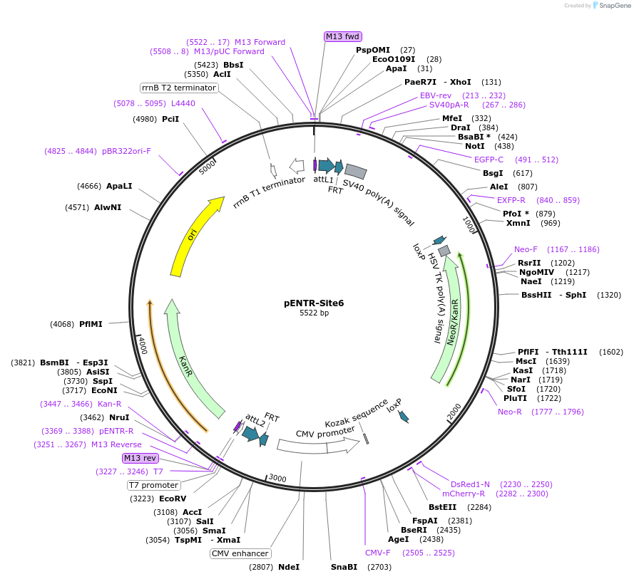 24515-plasmid-map-sequence-id-11427