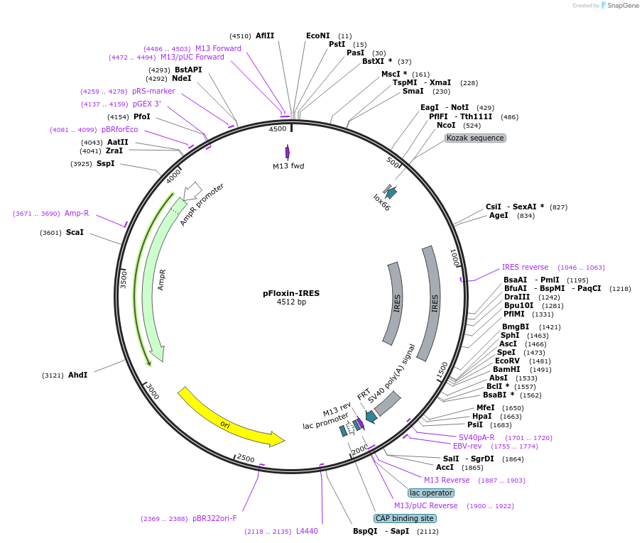 24554-plasmid-map-sequence-id-11440