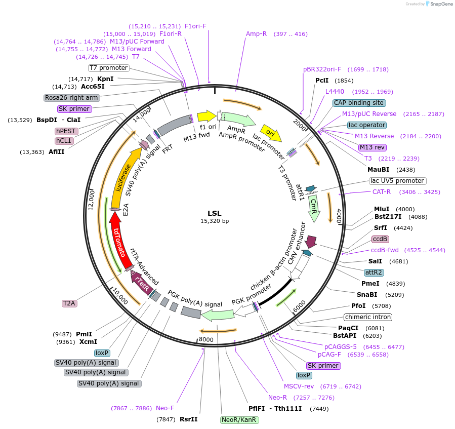 66590-plasmid-map-sequence-id-114415
