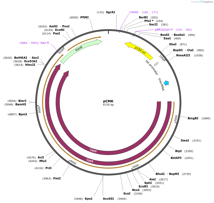 62818-plasmid-map-sequence-id-114423