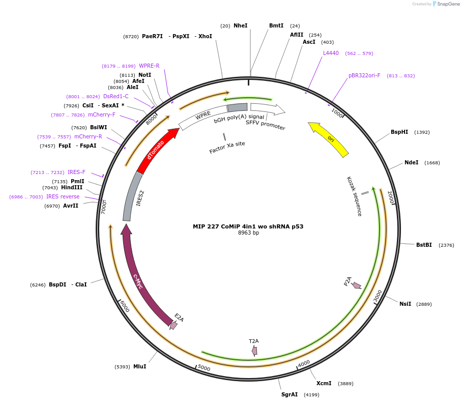 63727-plasmid-map-sequence-id-114454