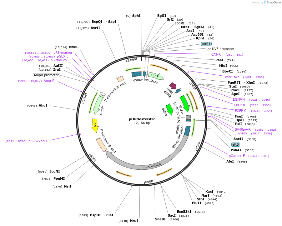 24566-plasmid-map-sequence-id-11446