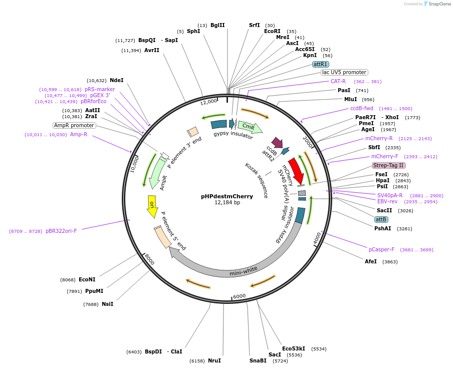 24567-plasmid-map-sequence-id-11447