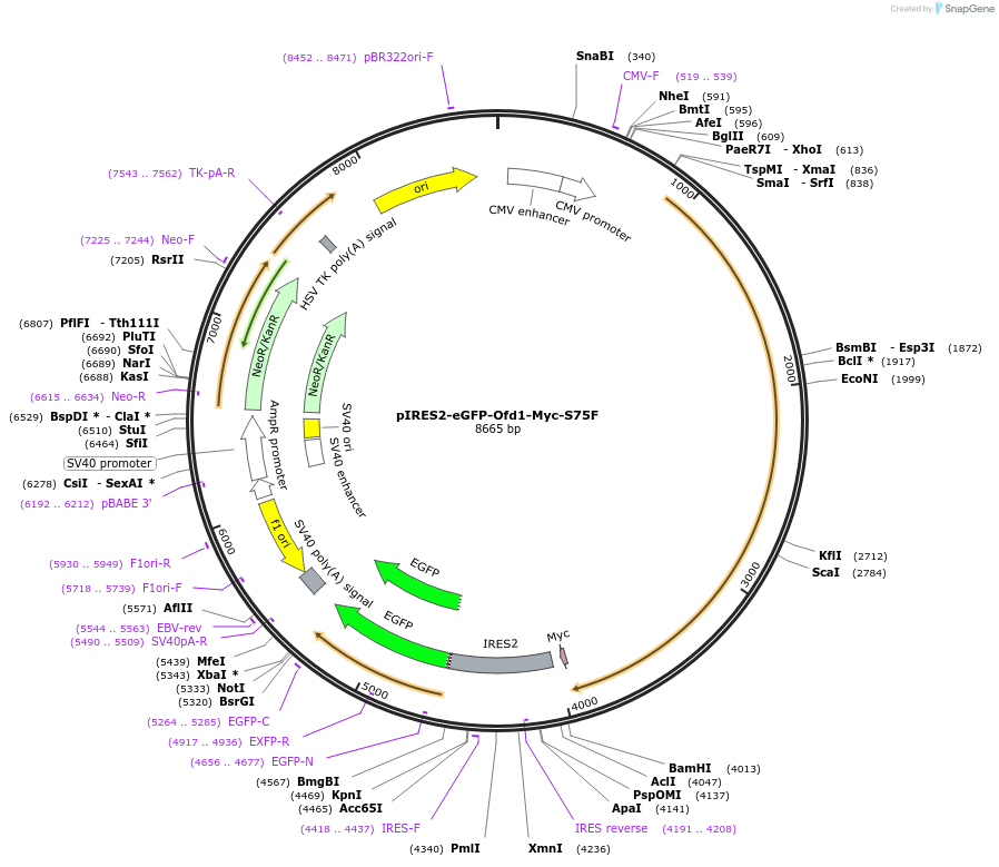 24580-plasmid-map-sequence-id-11455