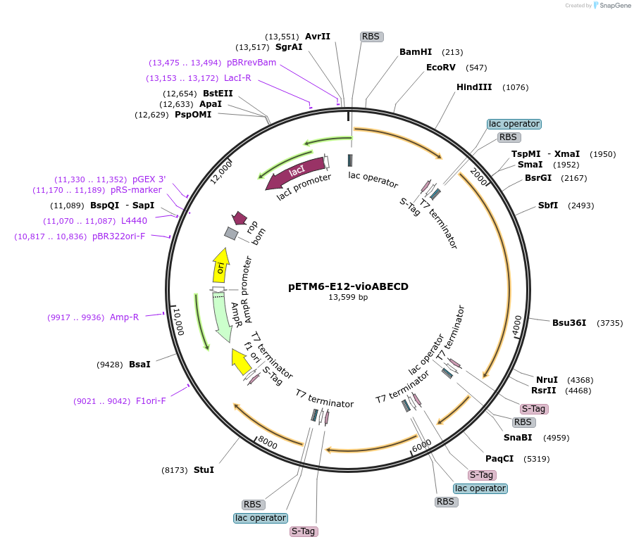66537-plasmid-map-sequence-id-114568