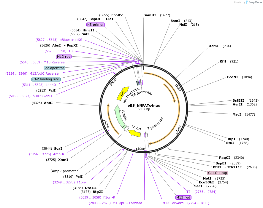 24586-plasmid-map-sequence-id-11461