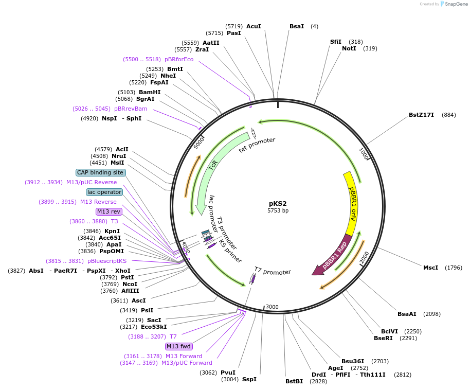 24625-plasmid-map-sequence-id-11464