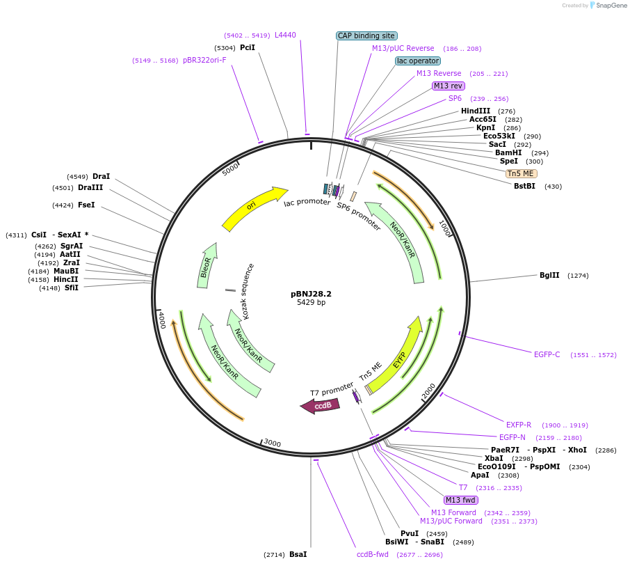 66874-plasmid-map-sequence-id-114707