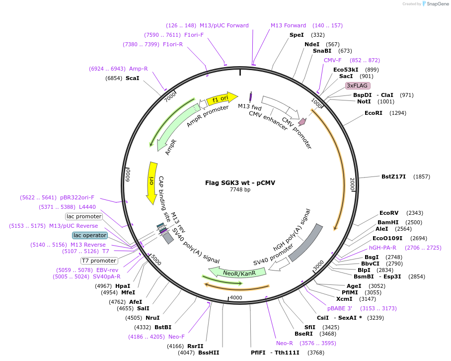 24650-plasmid-map-sequence-id-11471