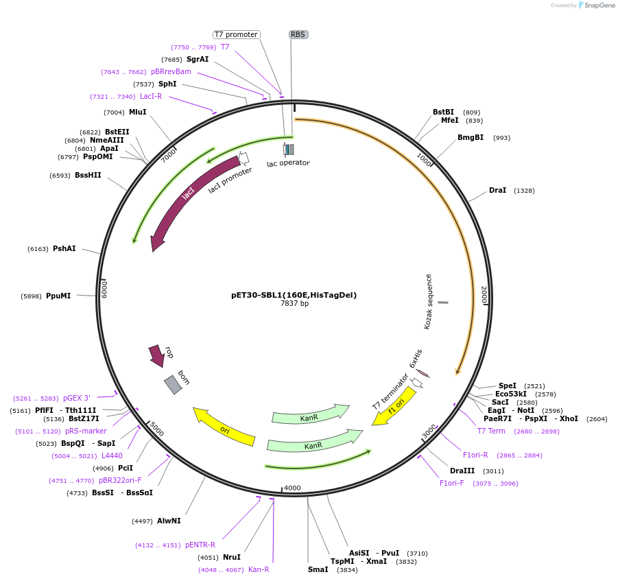 66879-plasmid-map-sequence-id-114722