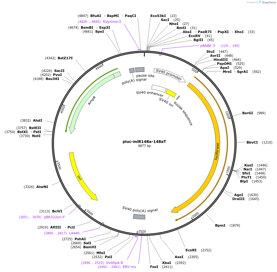 65053-plasmid-map-sequence-id-114733