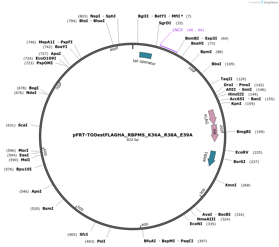 65657-plasmid-map-sequence-id-114755